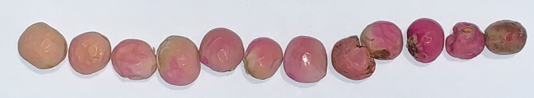 Pink Seed (Erwinia rhapontici) | Saskatchewan Pulse Growers
