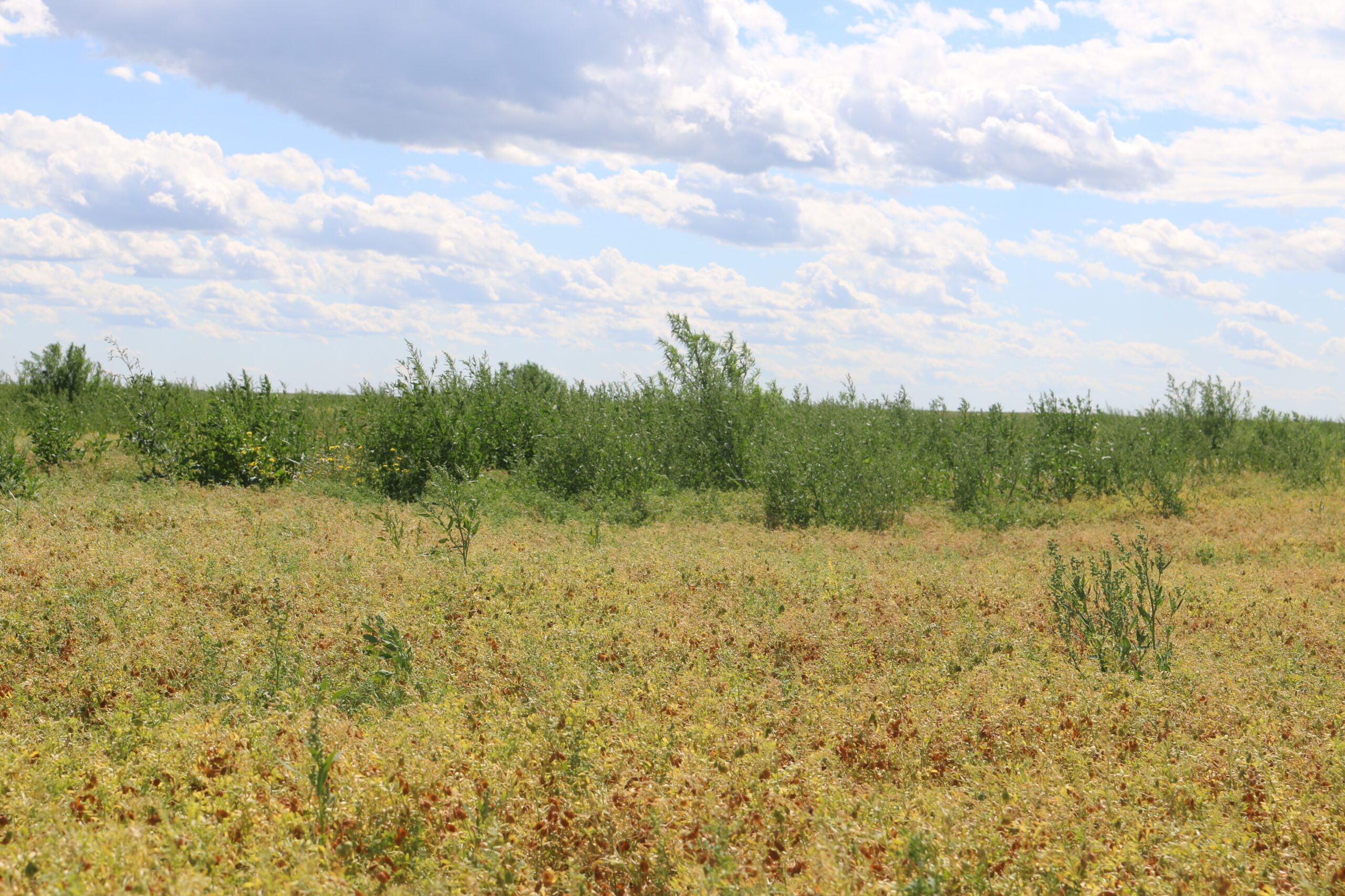 various weeds in lentil field