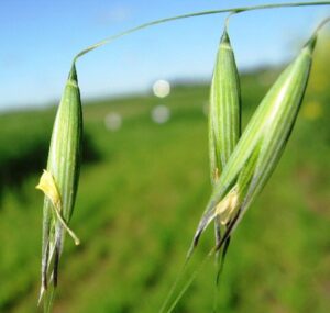 Weeds to Watch: Wild Oats | Saskatchewan Pulse Growers