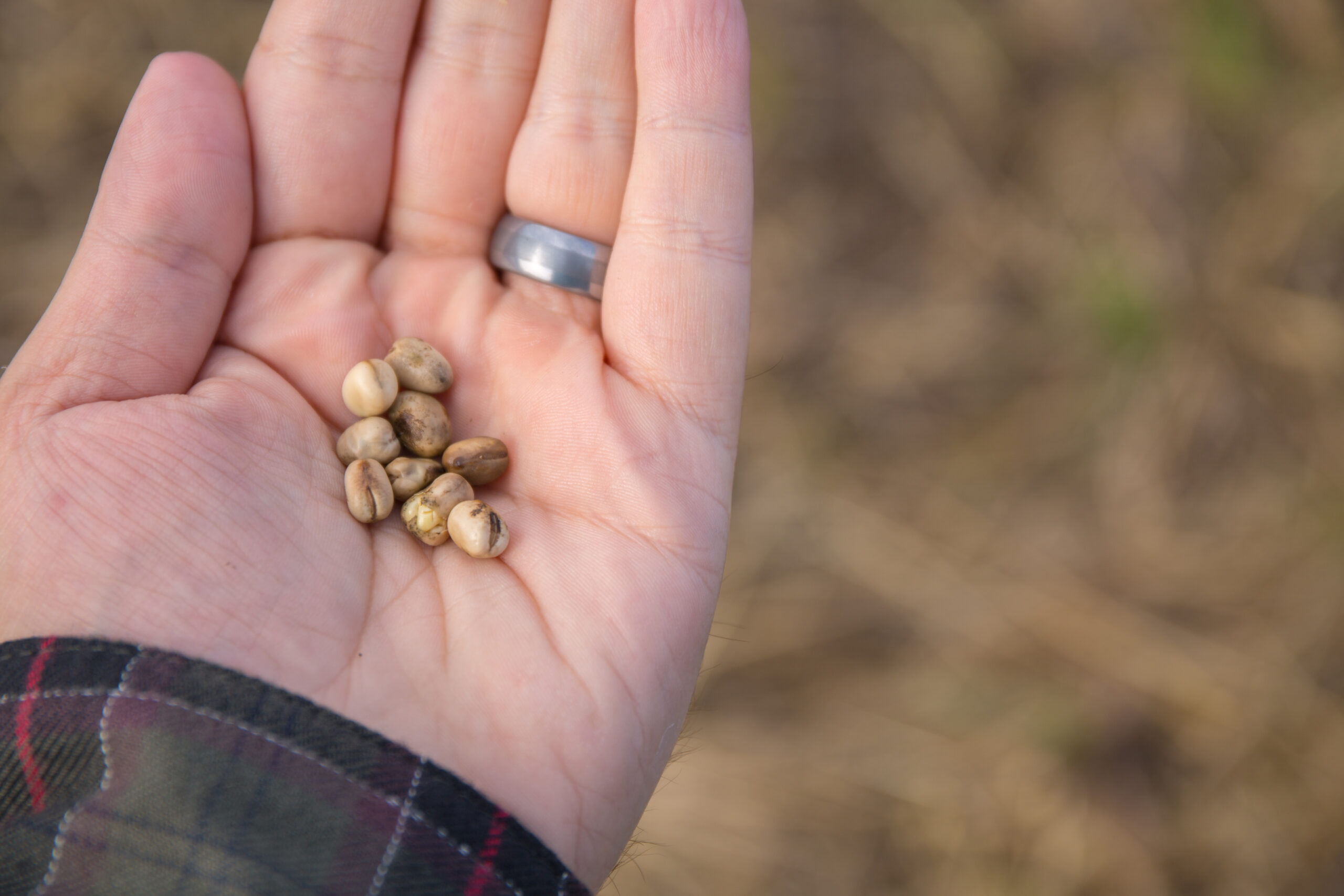 Faba Seed in hand