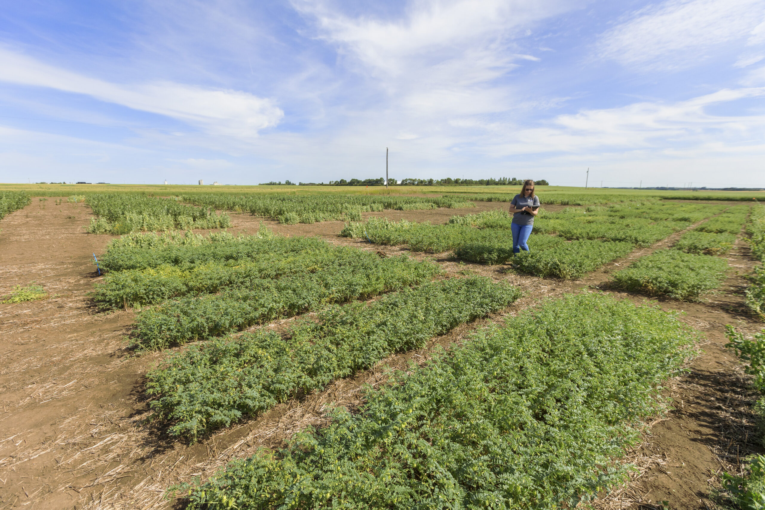 Chickpea Variety Plots