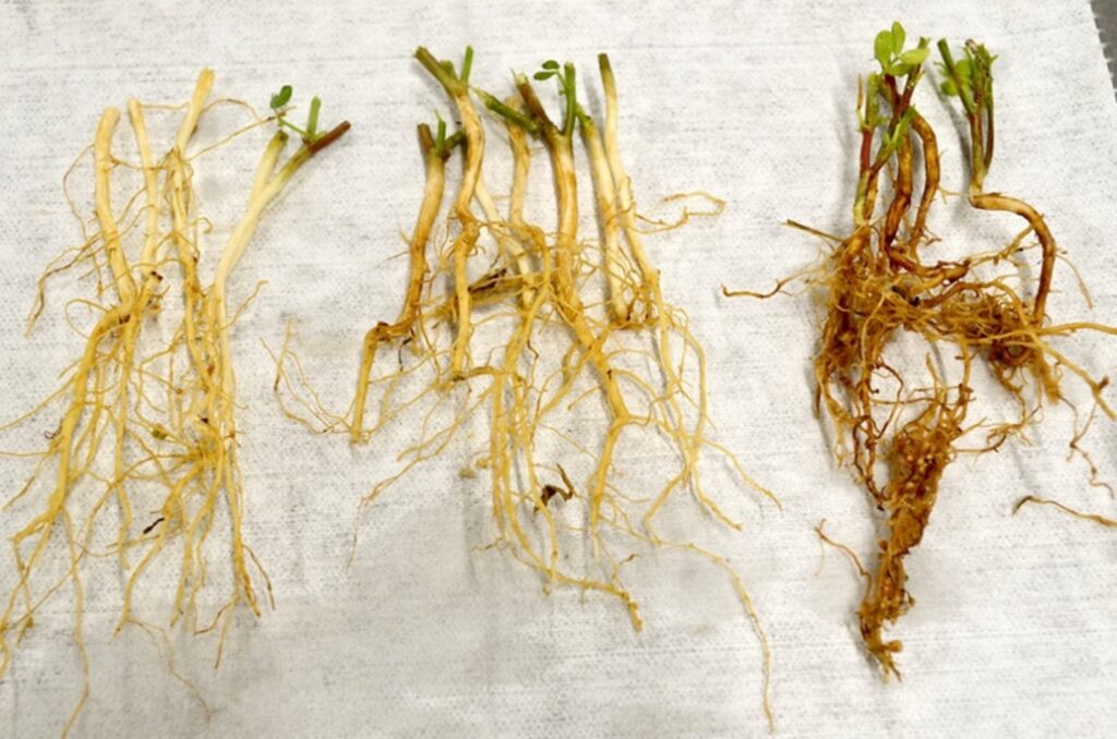 Progressing severity of Aphanomyces root rot in lentils.