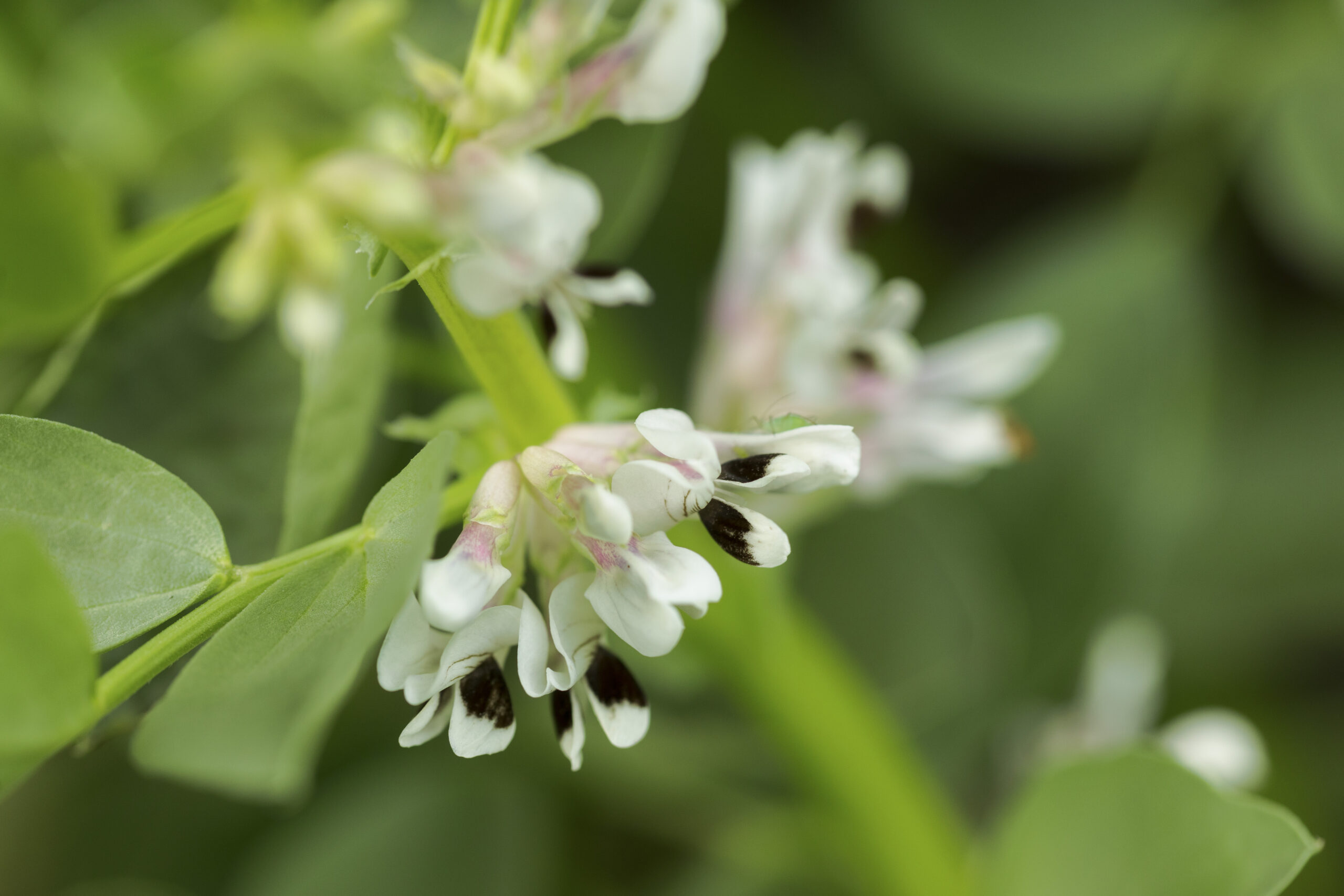 Faba bean flower