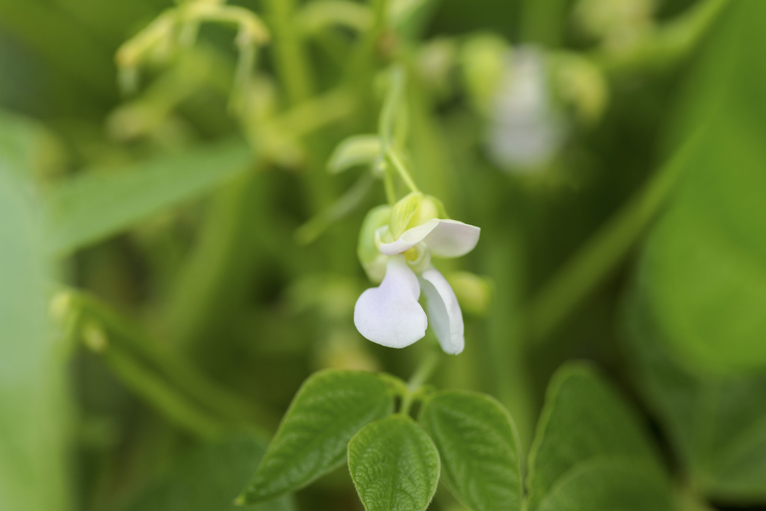 Dry bean flower