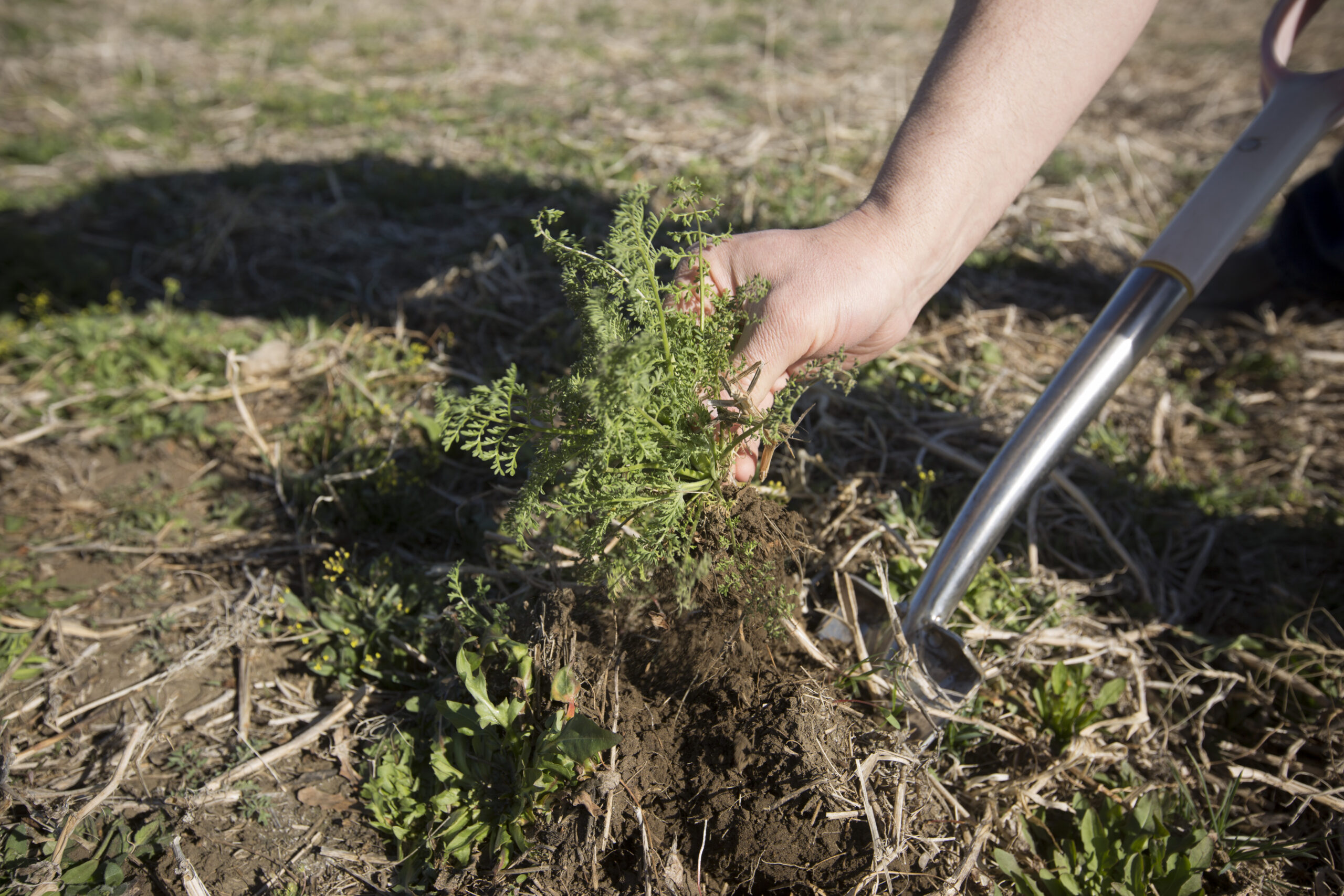 Hand Pulling Up Weeds